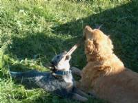 Calli and Dakota sharing a stick back at camp